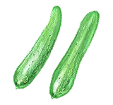 きゅうりアイコン
