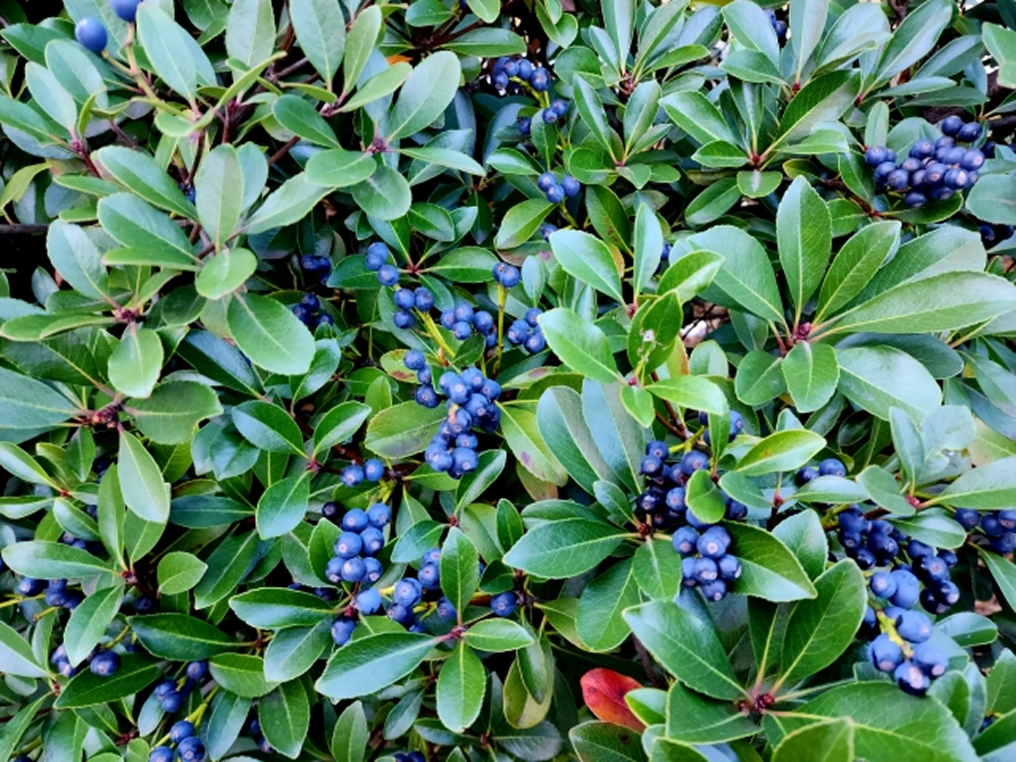 ブルーベリー画像2