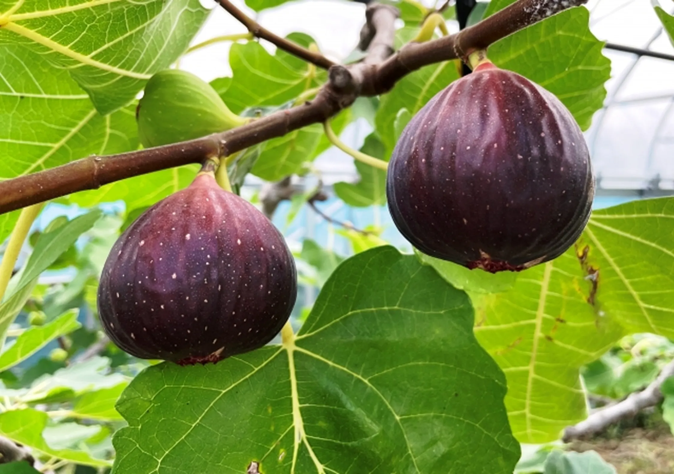 いちじく画像2